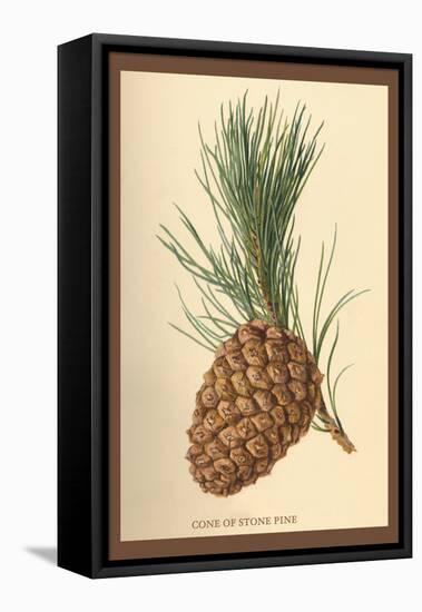 Cone of a Stone Pine-W.h.j. Boot-Framed Stretched Canvas