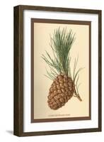 Cone of a Stone Pine-W.h.j. Boot-Framed Art Print