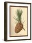 Cone of a Stone Pine-W.h.j. Boot-Framed Art Print