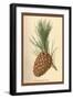 Cone of a Stone Pine-W.h.j. Boot-Framed Art Print