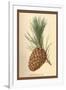 Cone of a Stone Pine-W.h.j. Boot-Framed Art Print