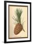 Cone of a Stone Pine-W.h.j. Boot-Framed Art Print