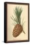 Cone of a Stone Pine-W.h.j. Boot-Framed Stretched Canvas