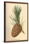 Cone of a Stone Pine-W.h.j. Boot-Stretched Canvas