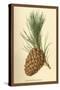 Cone of a Stone Pine-W.h.j. Boot-Stretched Canvas