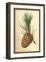 Cone of a Stone Pine-W.h.j. Boot-Framed Art Print