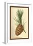 Cone of a Stone Pine-W.h.j. Boot-Framed Art Print