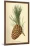 Cone of a Stone Pine-W.h.j. Boot-Mounted Art Print