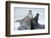 Cone-Seals, Halichoerus Grypus, Beach, Close-Up-Ronald Wittek-Framed Photographic Print