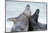 Cone-Seals, Halichoerus Grypus, Beach, Close-Up-Ronald Wittek-Mounted Photographic Print
