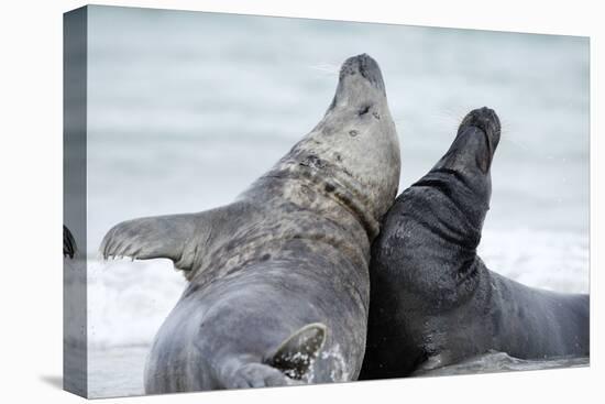 Cone-Seals, Halichoerus Grypus, Beach, Close-Up-Ronald Wittek-Stretched Canvas