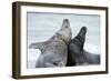 Cone-Seals, Halichoerus Grypus, Beach, Close-Up-Ronald Wittek-Framed Photographic Print