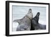 Cone-Seals, Halichoerus Grypus, Beach, Close-Up-Ronald Wittek-Framed Photographic Print