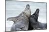 Cone-Seals, Halichoerus Grypus, Beach, Close-Up-Ronald Wittek-Mounted Photographic Print