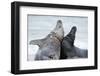 Cone-Seals, Halichoerus Grypus, Beach, Close-Up-Ronald Wittek-Framed Premium Photographic Print