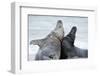 Cone-Seals, Halichoerus Grypus, Beach, Close-Up-Ronald Wittek-Framed Premium Photographic Print