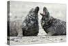 Cone-Seals, Halichoerus Grypus, Sandy Beach-Ronald Wittek-Stretched Canvas