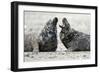 Cone-Seals, Halichoerus Grypus, Sandy Beach-Ronald Wittek-Framed Photographic Print