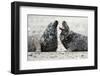 Cone-Seals, Halichoerus Grypus, Sandy Beach-Ronald Wittek-Framed Premium Photographic Print