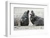 Cone-Seals, Halichoerus Grypus, Sandy Beach-Ronald Wittek-Framed Premium Photographic Print