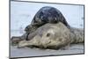 Cone-Seals, Halichoerus Grypus, Sandy Beach-Ronald Wittek-Mounted Photographic Print