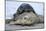 Cone-Seals, Halichoerus Grypus, Sandy Beach-Ronald Wittek-Mounted Photographic Print