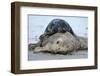 Cone-Seals, Halichoerus Grypus, Sandy Beach-Ronald Wittek-Framed Premium Photographic Print