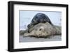 Cone-Seals, Halichoerus Grypus, Sandy Beach-Ronald Wittek-Framed Premium Photographic Print