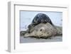 Cone-Seals, Halichoerus Grypus, Sandy Beach-Ronald Wittek-Framed Premium Photographic Print