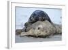 Cone-Seals, Halichoerus Grypus, Sandy Beach-Ronald Wittek-Framed Photographic Print