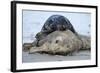 Cone-Seals, Halichoerus Grypus, Sandy Beach-Ronald Wittek-Framed Photographic Print