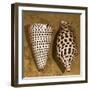 Cone Seashell-Caroline Kelly-Framed Photo