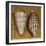 Cone Seashell-Caroline Kelly-Framed Photo