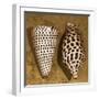 Cone Seashell-Caroline Kelly-Framed Photo