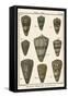 Cone Shell pl. 318-Vision Studio-Framed Stretched Canvas