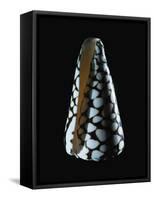 Cone Shell-null-Framed Stretched Canvas