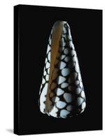 Cone Shell-null-Stretched Canvas