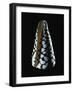 Cone Shell-null-Framed Photographic Print