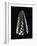 Cone Shell-null-Framed Photographic Print