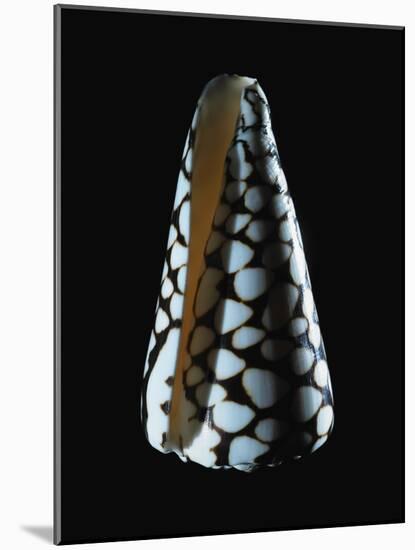 Cone Shell-null-Mounted Photographic Print