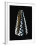 Cone Shell-null-Framed Photographic Print