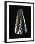 Cone Shell-null-Framed Photographic Print