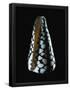 Essential Black