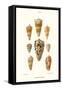 Cone Shells-John Mawe-Framed Stretched Canvas