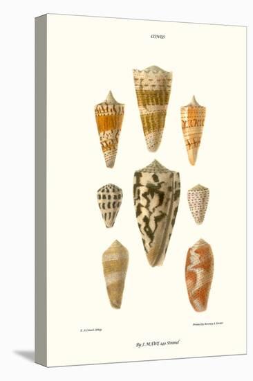 Cone Shells-John Mawe-Stretched Canvas