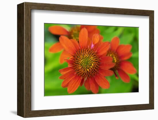 Coneflower, Echinacea purpurea-Lisa Engelbrecht-Framed Photographic Print