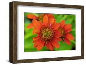 Coneflower, Echinacea purpurea-Lisa Engelbrecht-Framed Photographic Print