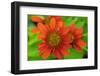 Coneflower, Echinacea purpurea-Lisa Engelbrecht-Framed Photographic Print