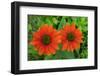 Coneflower, Echinacea purpurea-Lisa Engelbrecht-Framed Photographic Print