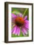 Coneflower, Echinacea purpurea-Lisa Engelbrecht-Framed Photographic Print